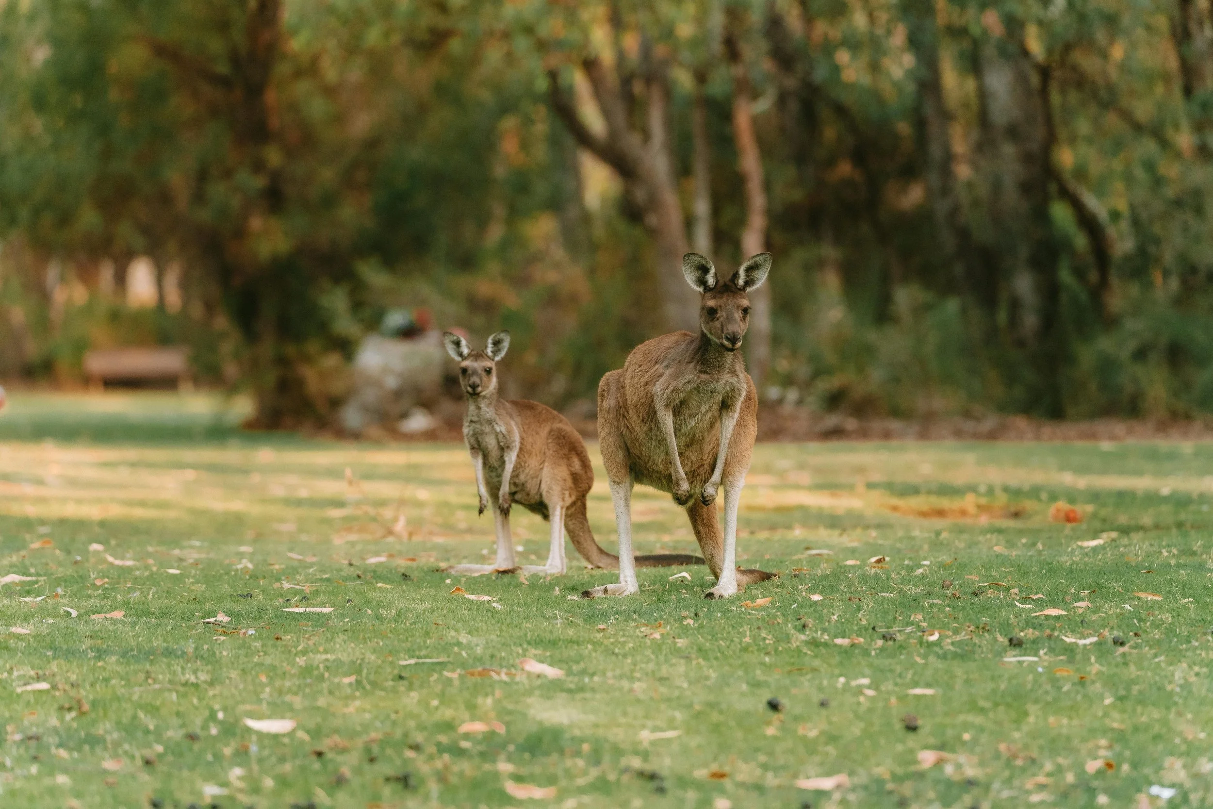 Two kangaroos in a grassy park with trees in the background.