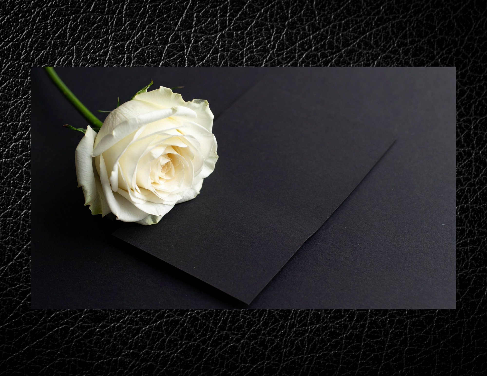 A white rose with a green stem resting on a black envelope.