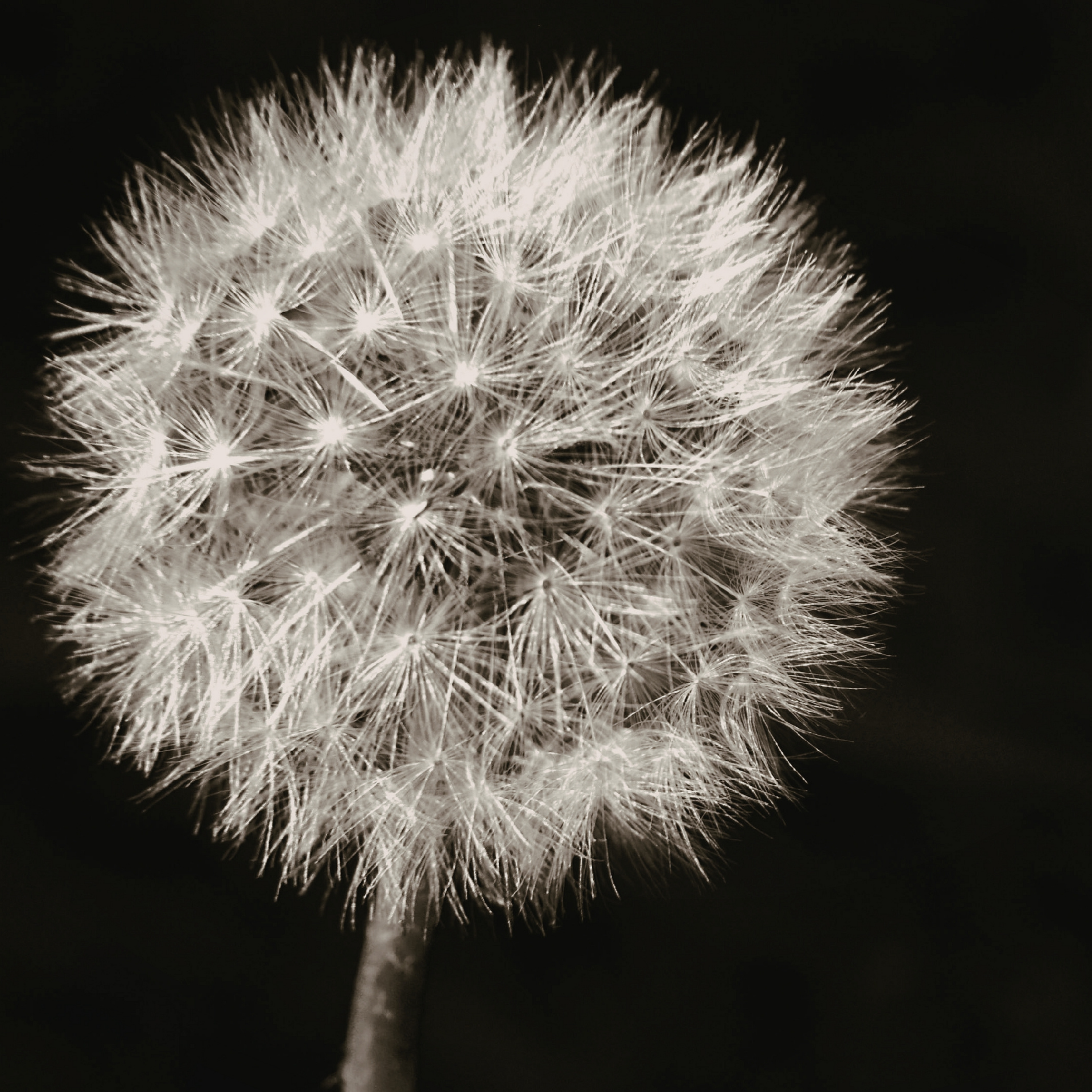 Close-up of a dandelion seed head in black and white.