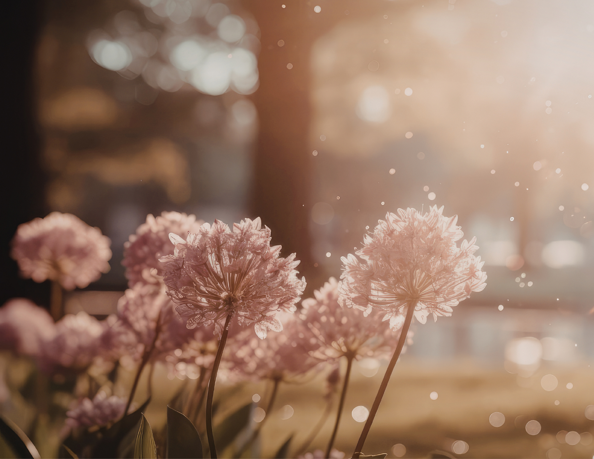 Pink flowers in front of a bright window with sunlight and bokeh effects.