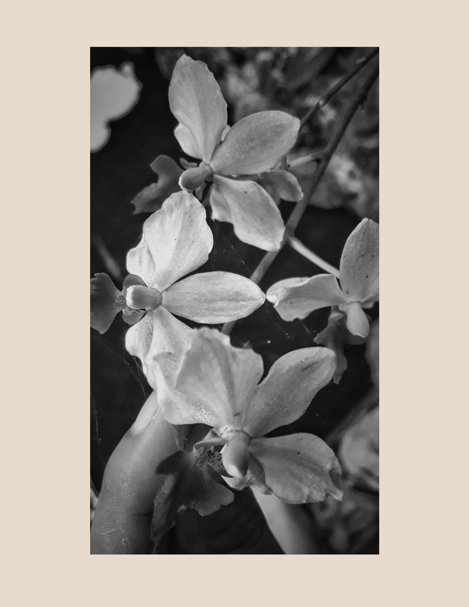 Close-up of several small flowers with five petals each, some with small buds, in black and white.