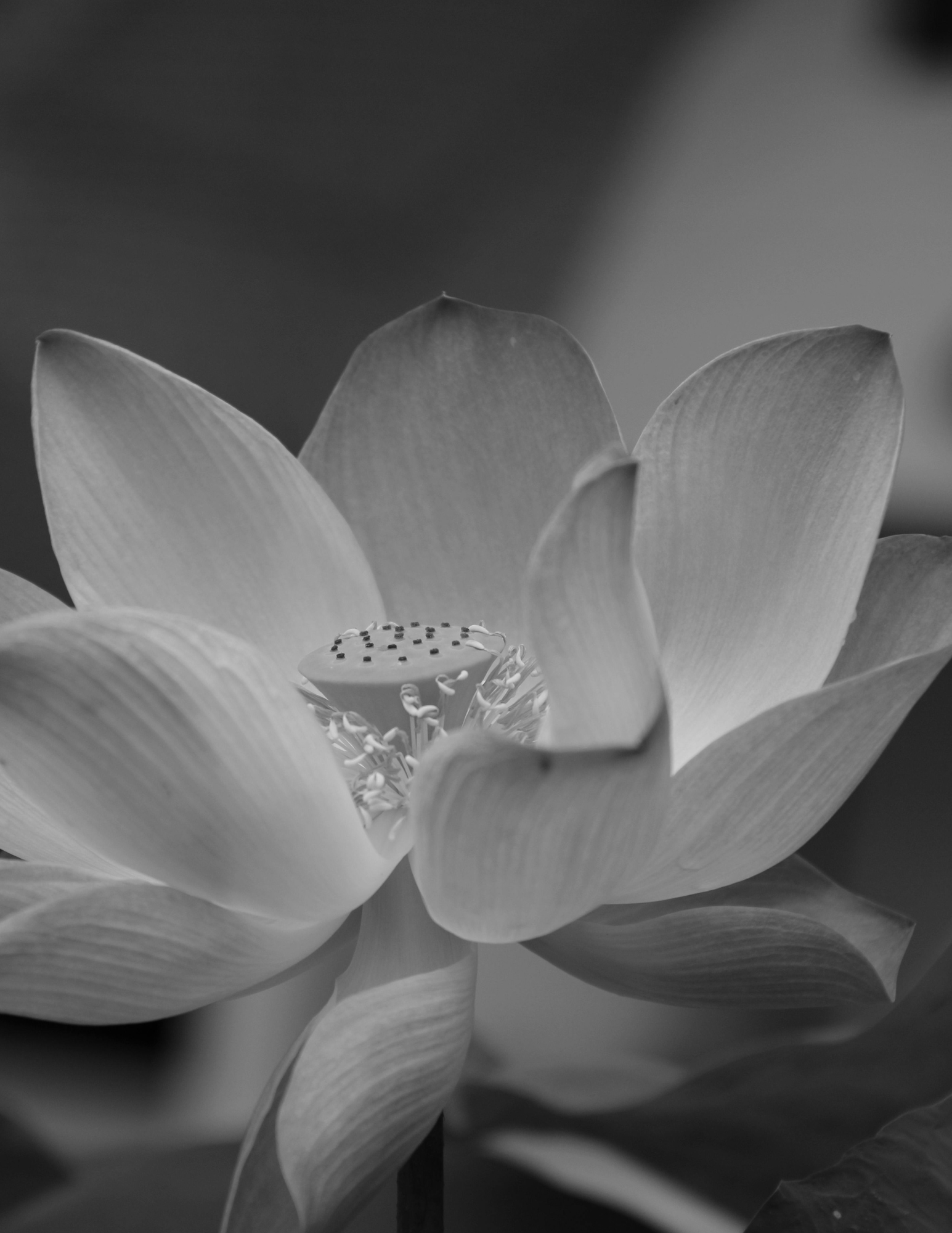 Black-and-white close-up of a lotus flower.
