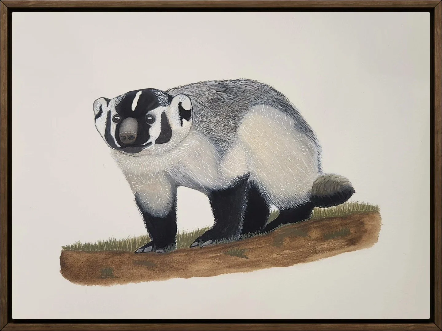 Painting of an American badger with a masked face standing on a patch of grass on a dirt patch.