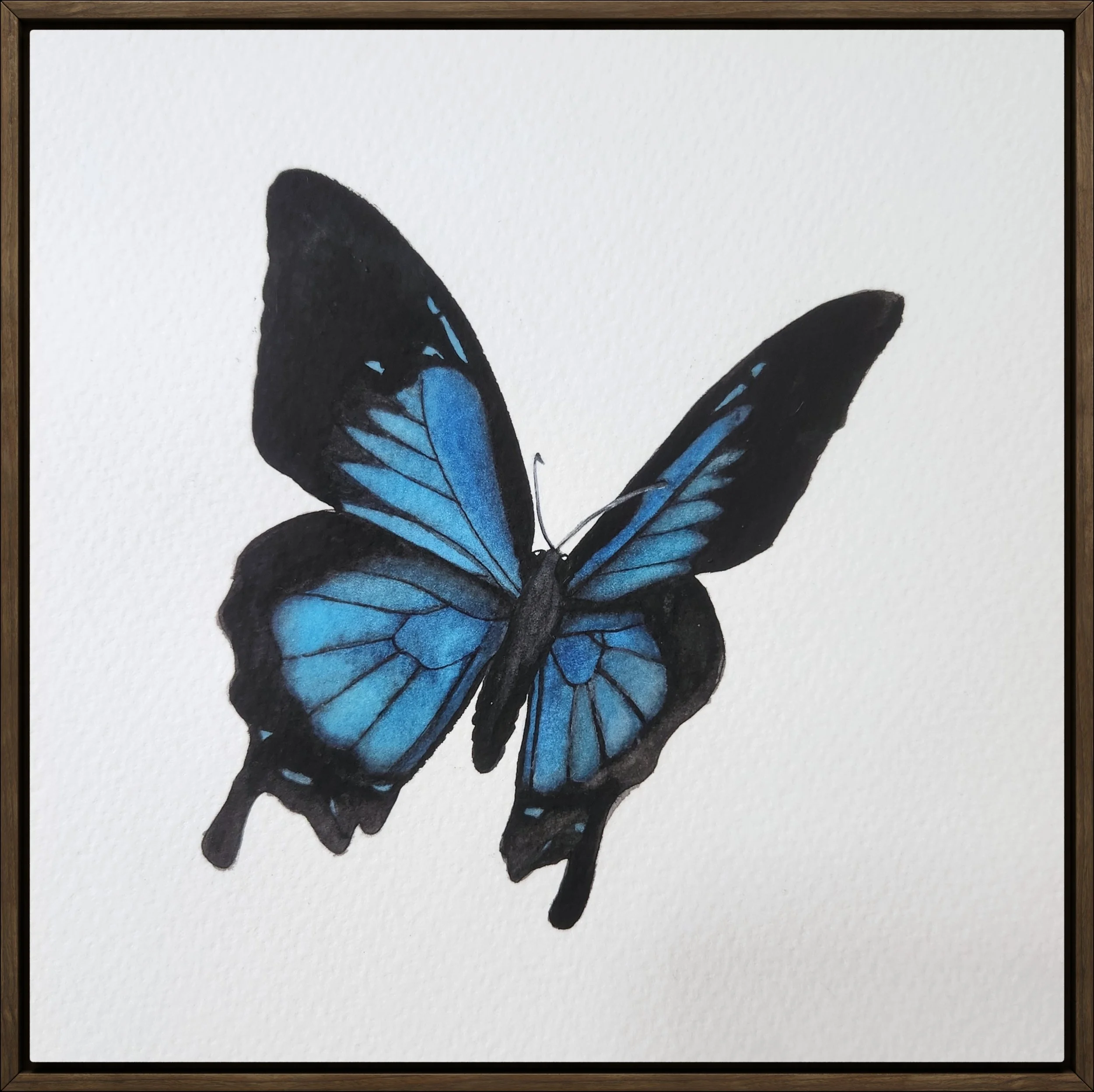 A watercolor painting of a blue and black butterfly against a white background.