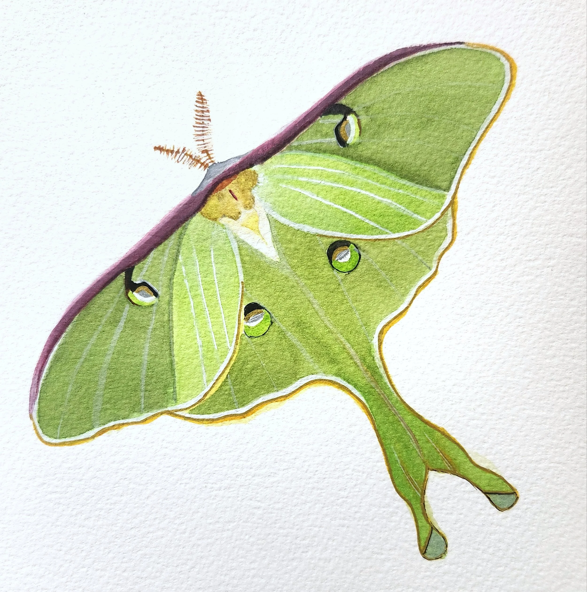 Watercolor painting of a Luna moth with green wings, yellow body, and distinctive eye spots.