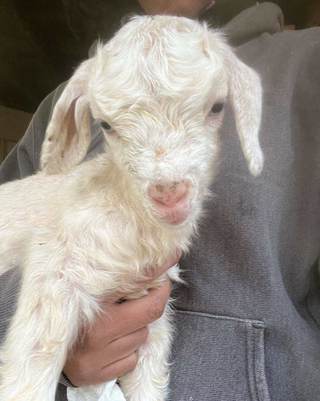 This little nugget is &ldquo;Punch&rdquo; and she was the smallest of Bonnie&rsquo;s triplets  born 2 days ago. She couldn&rsquo;t drink enough milk to get her body temperature up to a safe level so we brought her inside to warm her up. When we broug