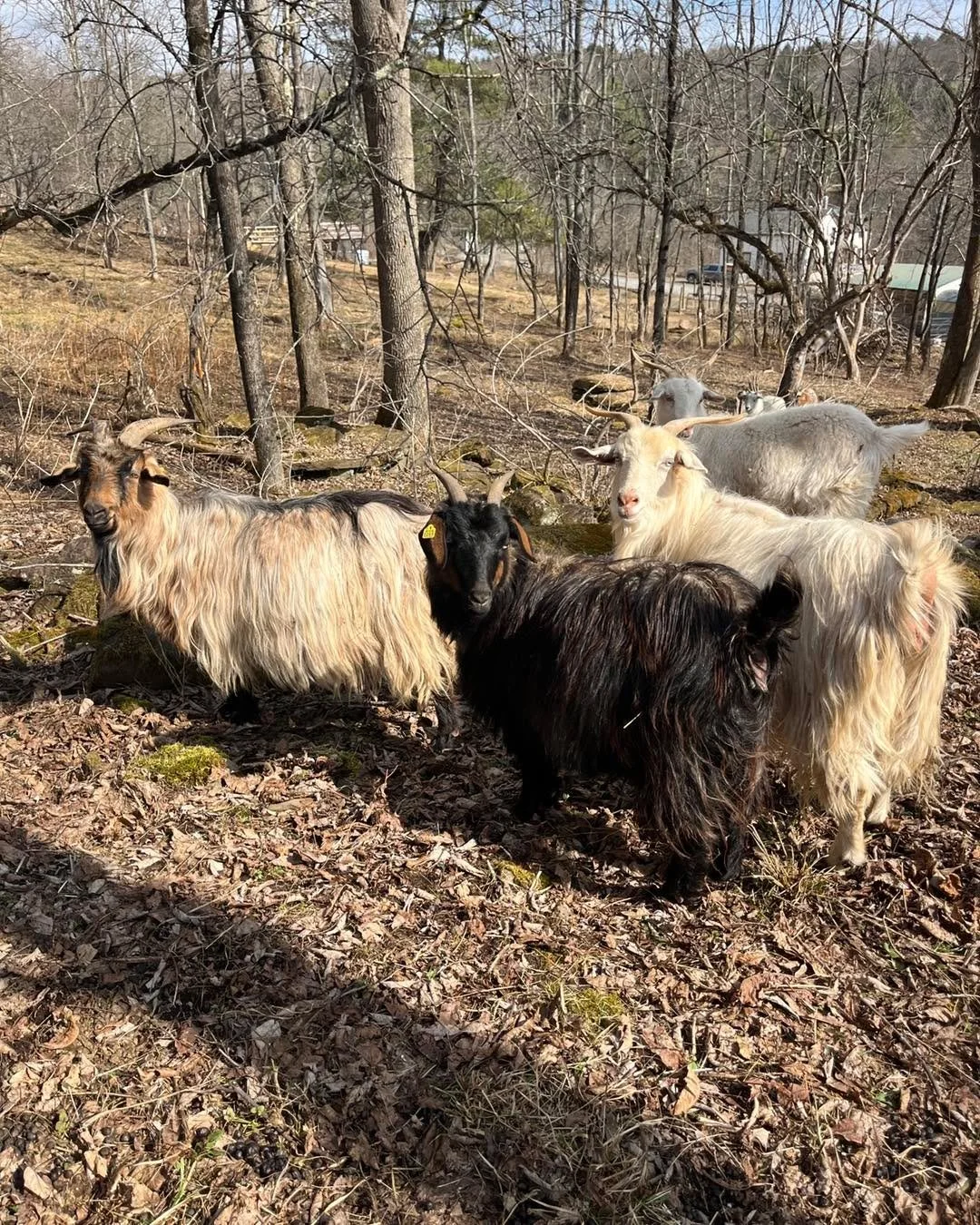 It was a really nice day yesterday so I went to take a few pictures. :) 
We all love warm, sunny days. 

#cashmeregoats 
#nyfarm 
#goatfarm