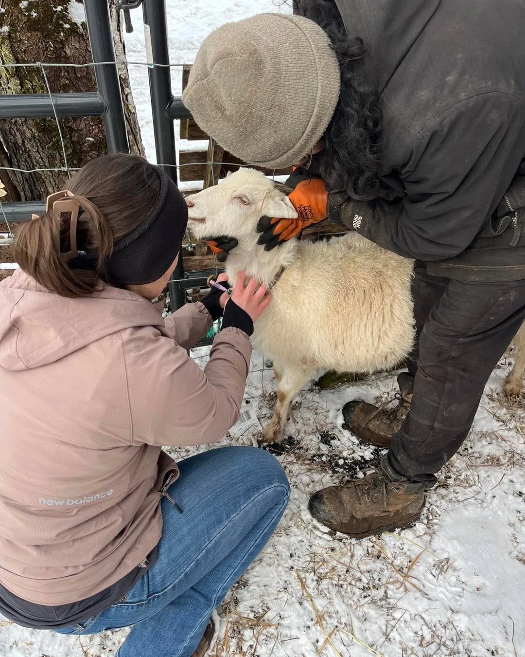 Our vet came to do some blood draws for CAE/CL/Johnes testing. We got samples from 14 goats including bucks, some does, and a couple of our dairy goat bottle babies. 
We practiced drawing blood with our vet so we can take samples ourselves for the re