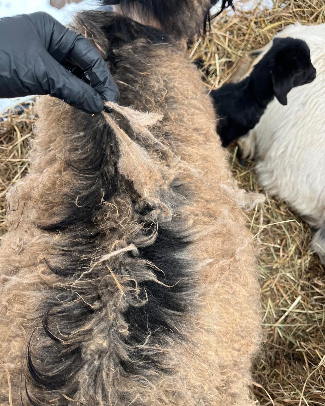 Karen&rsquo;s cashmere is not waiting for me. It&rsquo;s cold, dark, and wet outside. We&rsquo;re in the middle of kidding season and I have been feeling under the weather. 
This cashmere looks great an I want to collect it but I need more time and m