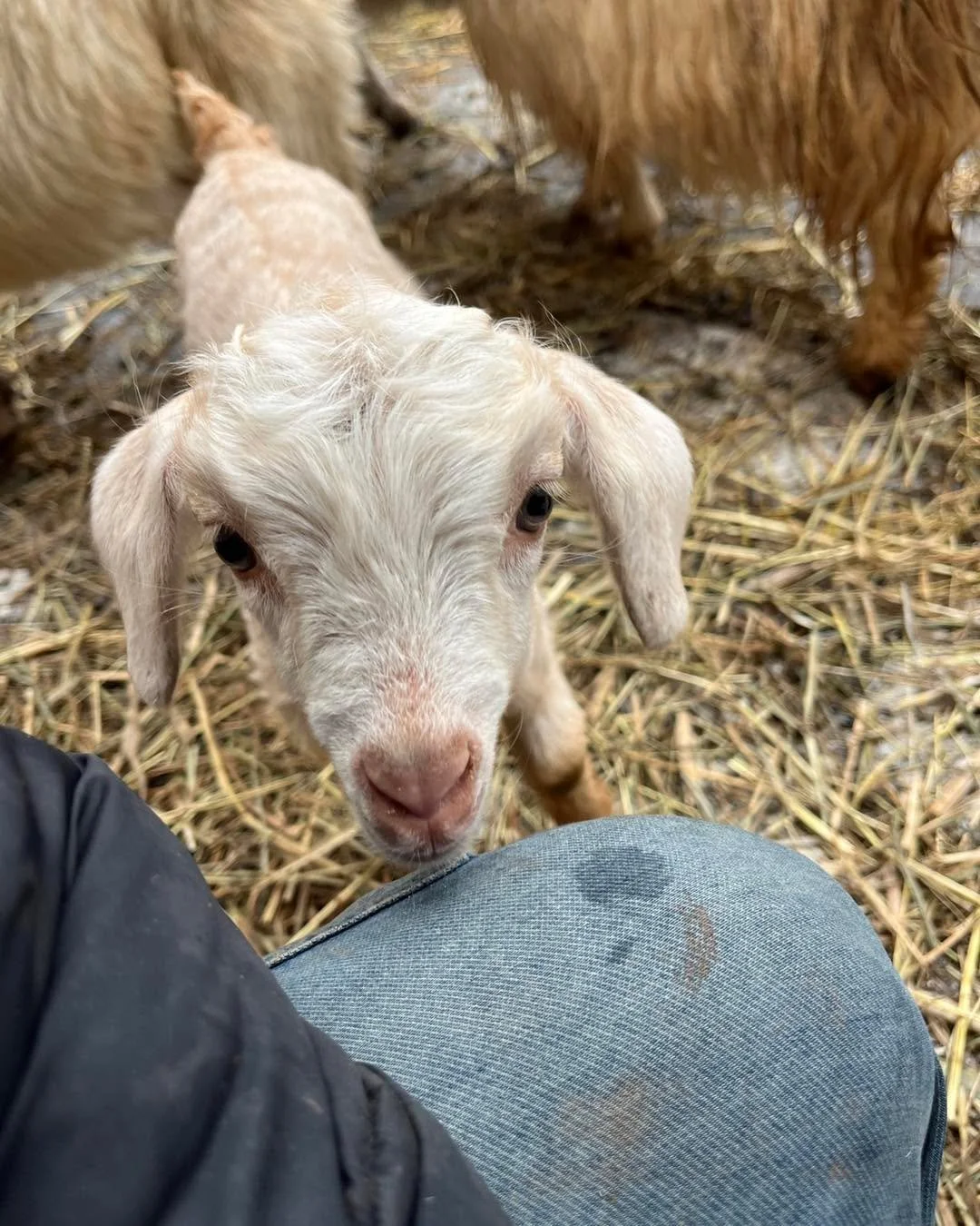 I call these small moments with the new kids &ldquo;first contact.&rdquo; This is when a goat kid first makes the conscious decision to interact with humans independently of their mother. This is a critical step in building the relationship with dam 