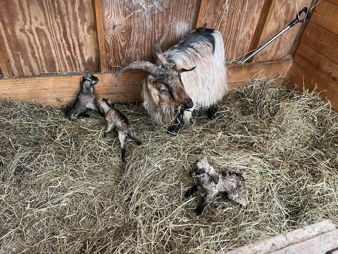 Triplets, fresh out of the oven from EMW Epic! Two bucks and one doeling. I was not expecting 3 out of this doe since she had kidded just 9 months ago and multiple litters within such a short time is hard on a doe. This makes 5 kids produced in a 9 m