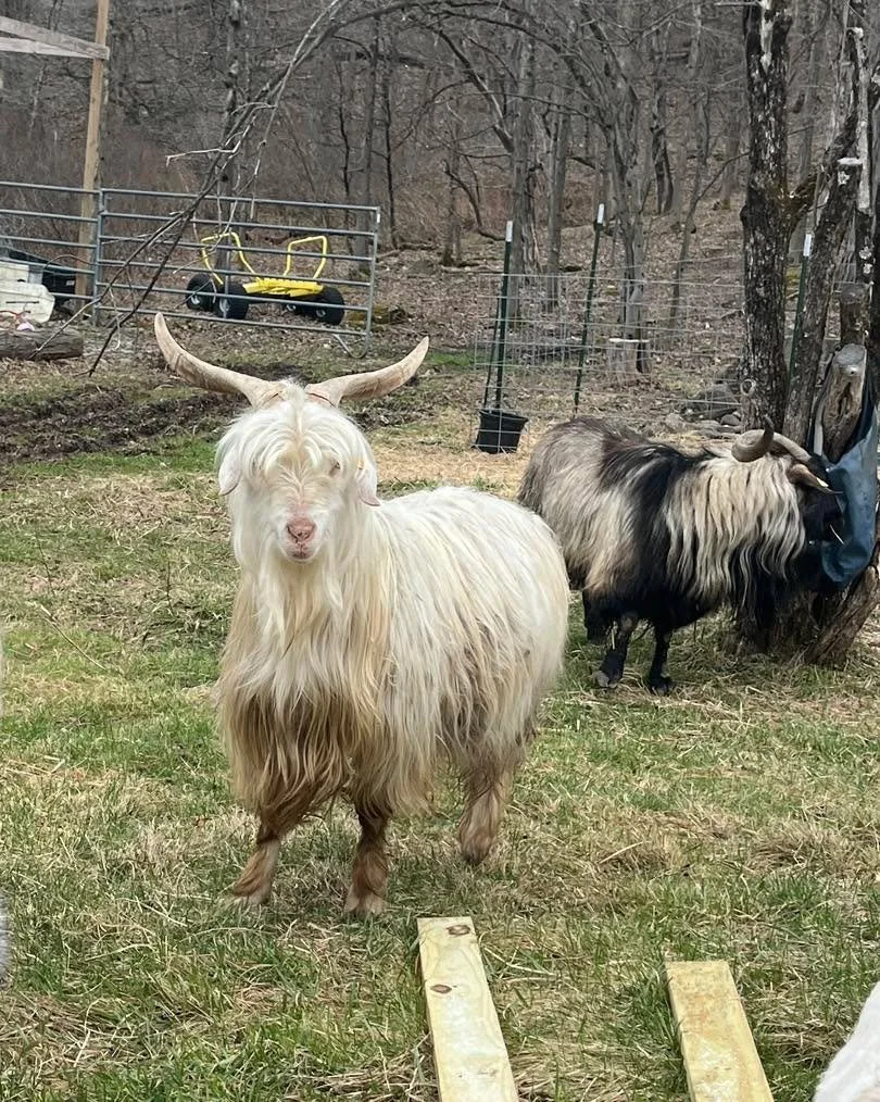 These are the sires for this year&rsquo;s kid crop. 

Our main Junior buck this year is EMW Jinx. Here we call him &ldquo;Takuya.&rdquo; This large, young Cashmere buck has phenomenal fiber production, hardiness, and combines pedigree lines from two 