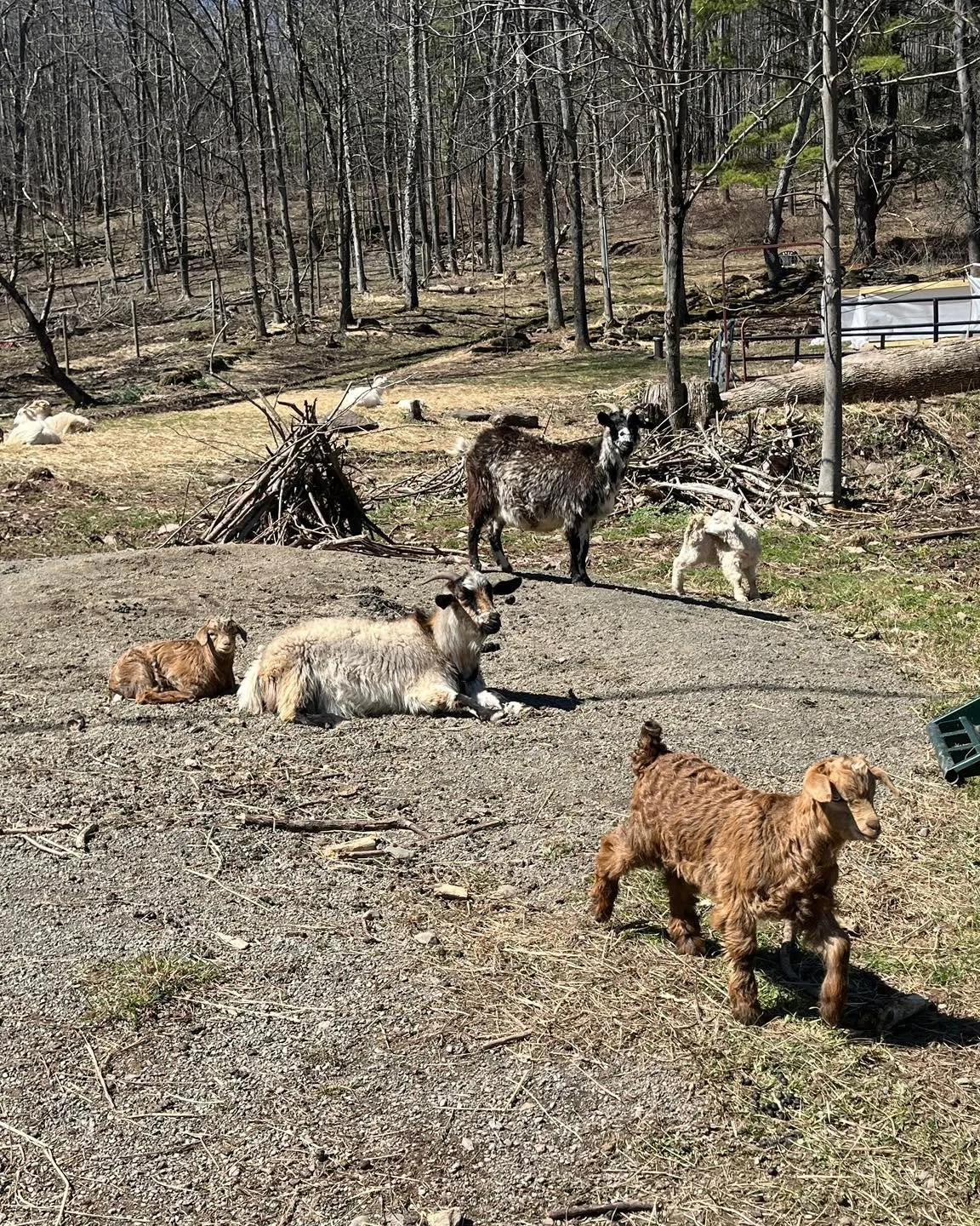 Three generations here. The black and white doe in the back is the matriarch of this group. Her oldest daughter is laying down with her month old buckling. The tan and brown babies are the matriarch&rsquo;s kids. 

#goats #goatfarm #cashmeregoats