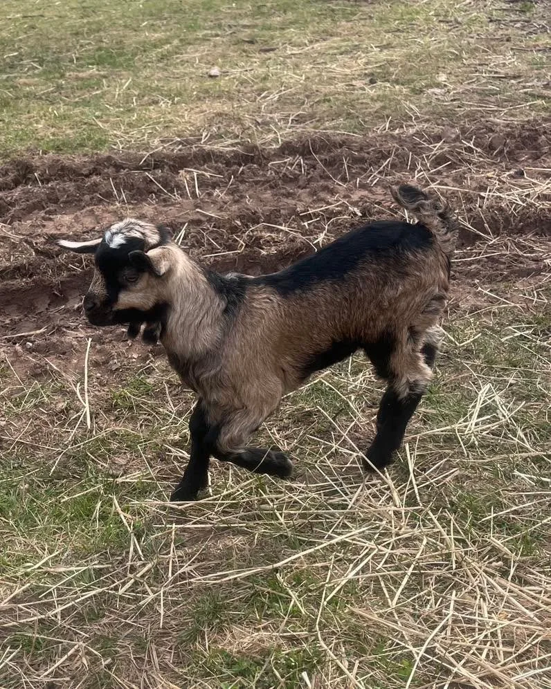 I&rsquo;m happy with the buck prospect options this year. I&rsquo;m looking to select a successor for Onyx from this kid crop. I&rsquo;d like a buck that is large framed, has long guard hair, good conformation, is hardy, has a good temperament, and g