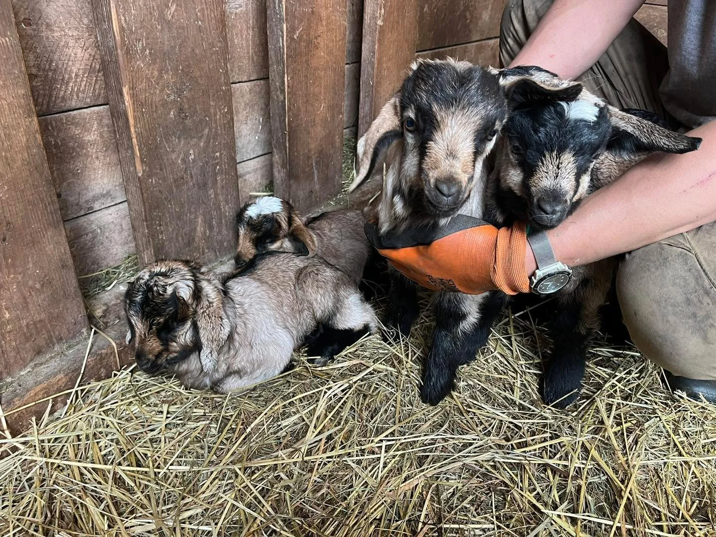 My one critique of Onyx was that he would never &ldquo;stamp&rdquo; his babies. Nine times out of ten, his kids would look like the dam! Well this year I think he finally heard me. We&rsquo;ve never had this many badger marked kids! Last picture is O