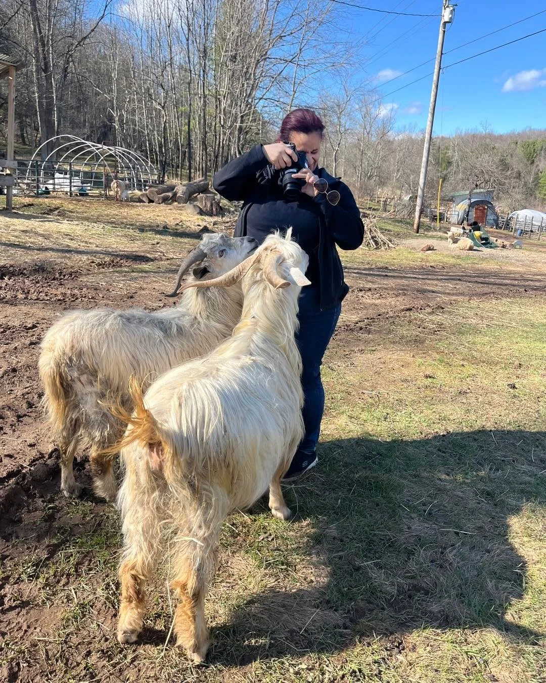 When a photographer tries to take some pictures but the boys insist on closeup shots only. Thankfully they&rsquo;re not stinky this time of year! 
Don&rsquo;t mind the botched shave job I did on their back legs. 🫣 

#cashmeregoats