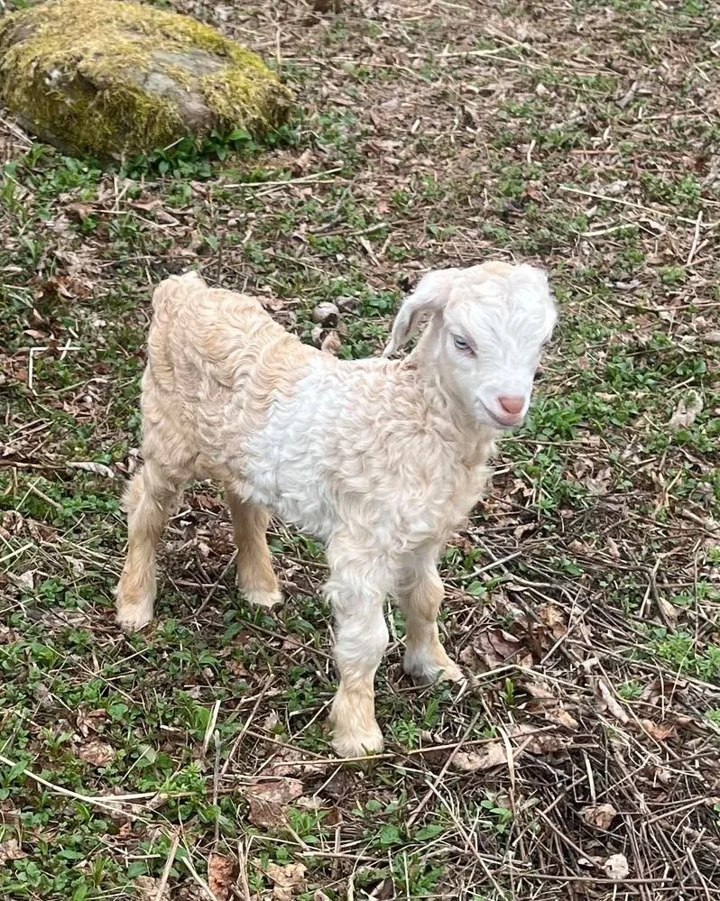 We got a single cream and white doeling from STC Honey. Sire is EMW Jinx (&ldquo;Takuya&rdquo;). She looks like a really confident girl already! 

#goatkids #cashmeregoat #cashmeregoats