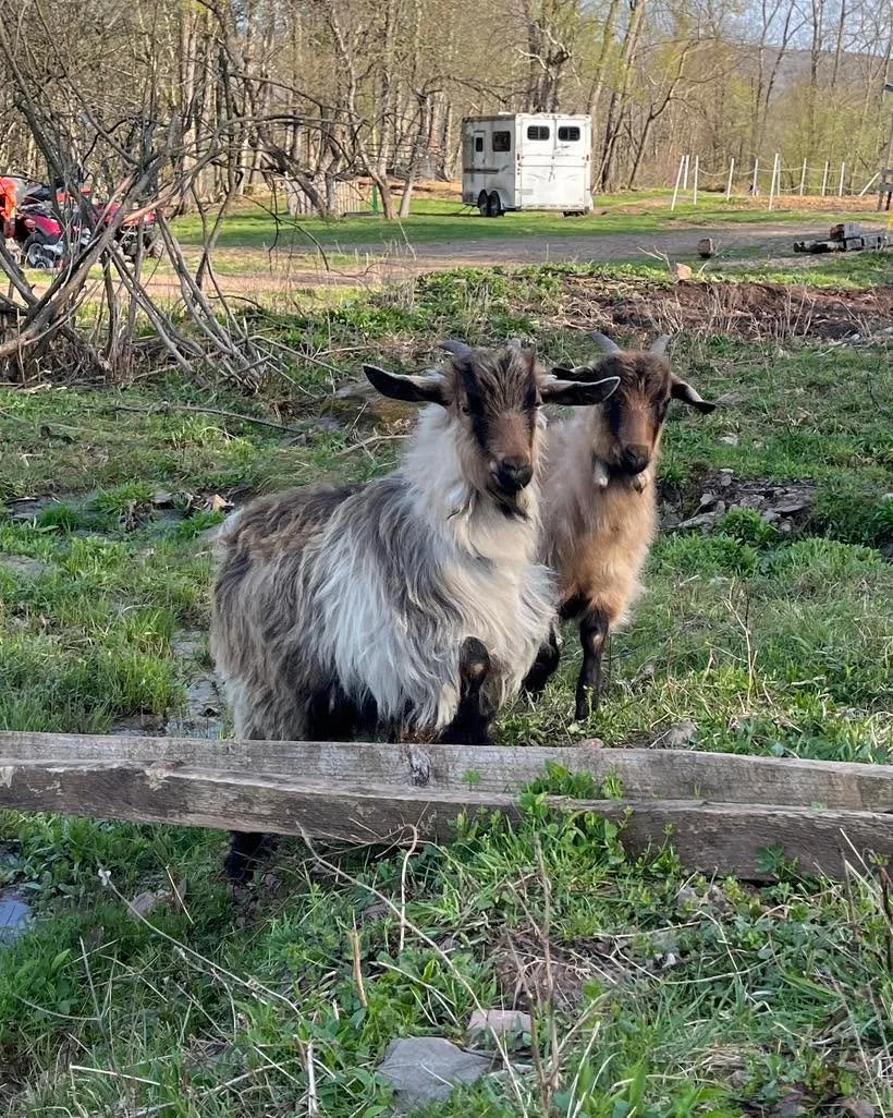 Epic x Onyx twins from this past summer, Zaada and Eevee. Did you know that in long haired goats, the fur on the waddles also gets long? The waddles turn into tassels! 

#cashmeregoat #cashmeregoats