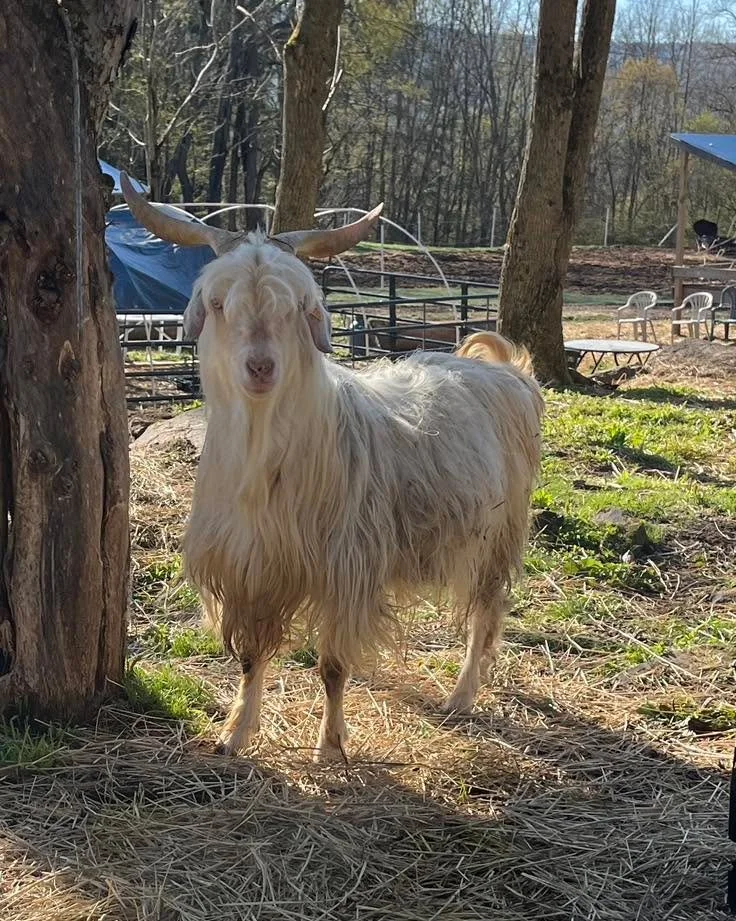 Takuya just turned 2 years old. He did great for us this year. It was his first breeding season and he had a long list of does on his roster. Some of the does gave him a tough time because he was not their preferred buck but he still got the job done