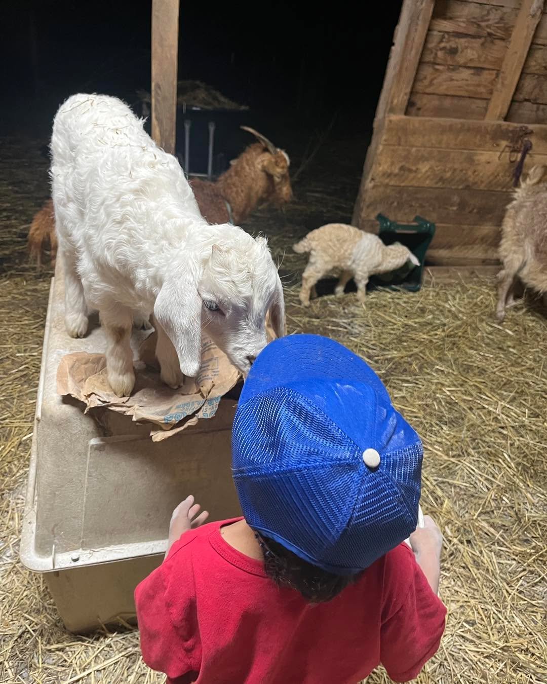 It appears this doeling has chosen her person. A lot of goats are frightened by exhuberant children whose erratic movements and bursts of energy confuse the goats. This doeling loves it! She&rsquo;s one to jump at  scary objects and make loud noises 