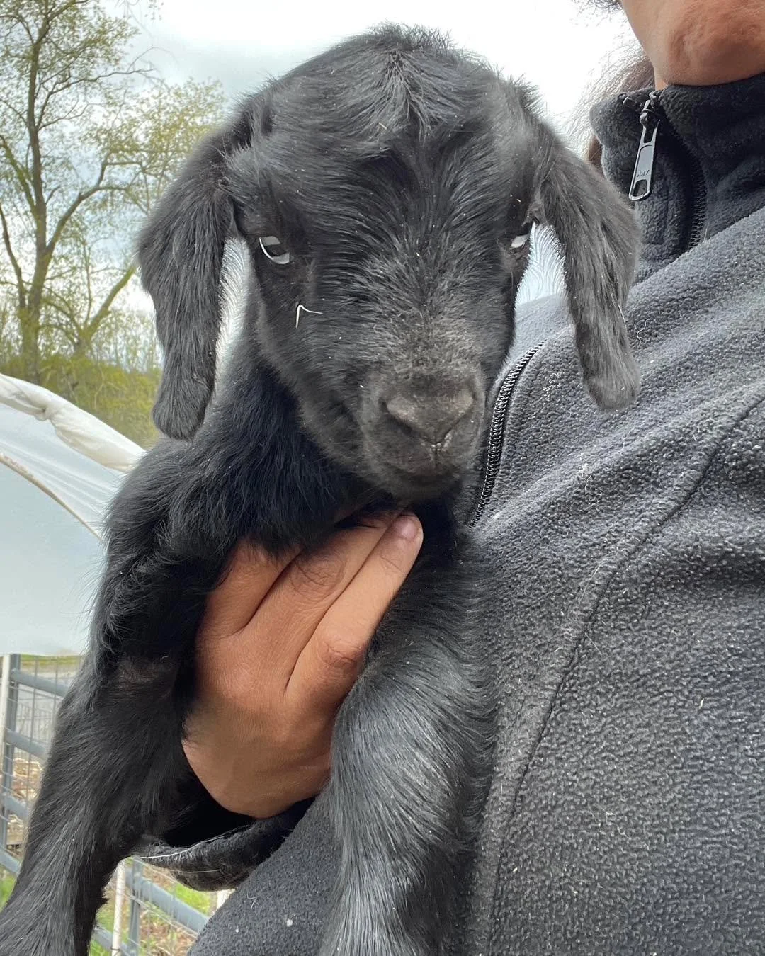 Yearling doe, WBF Tinsel, had a single black, blue-eyed buckling sired by Takuya. This doe is young but already shows great maternal instincts. She delivered out in the open unassisted. I found her buckling this morning already dry, fed, and walking 