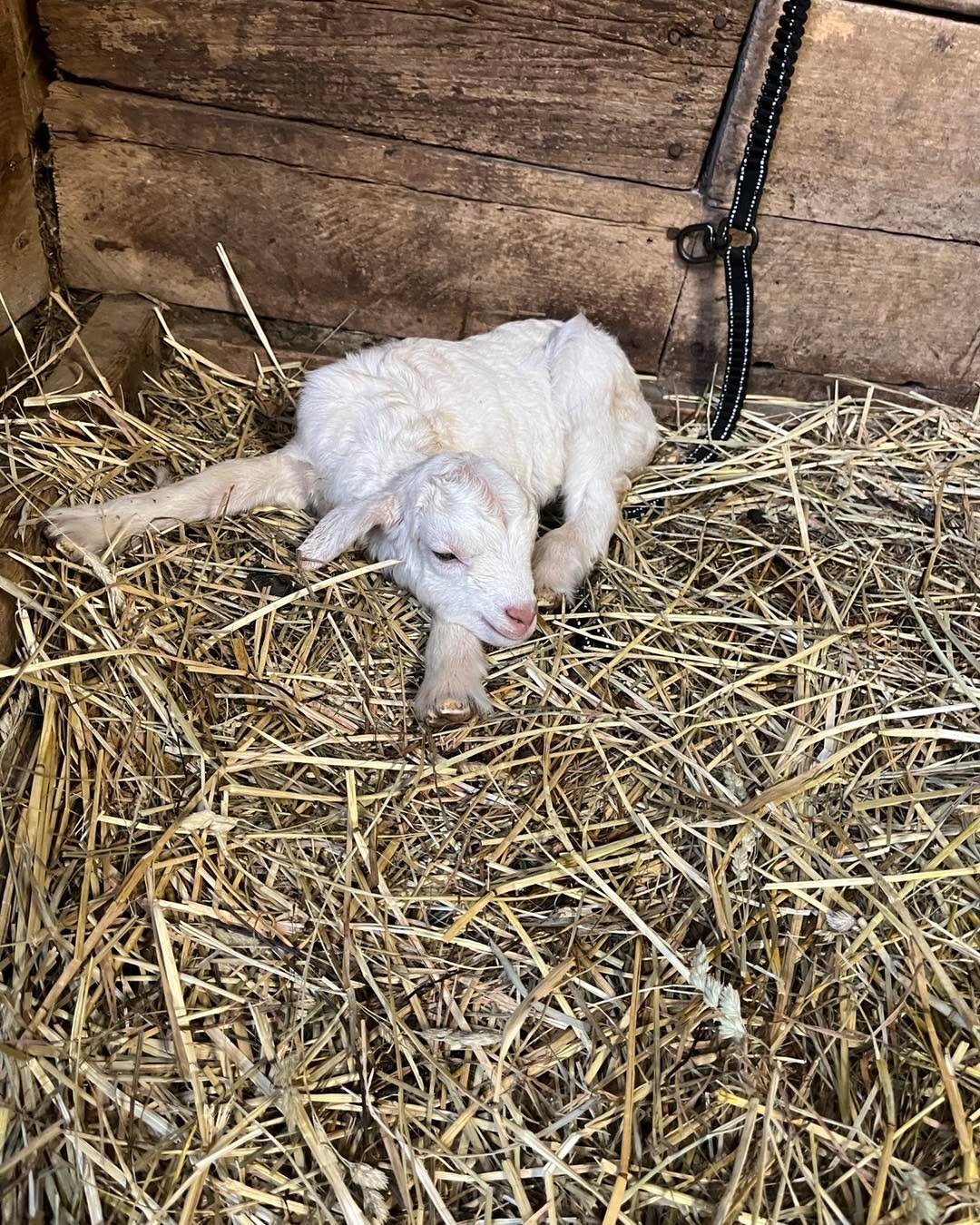 &ldquo;Being born was SO tiring!&rdquo; 
Today was the day of surprise babies. This single doeling was born a few hours ago and we only found out because we saw a placenta laying in the shed. I would have missed her completely if I hadn&rsquo;t seen 