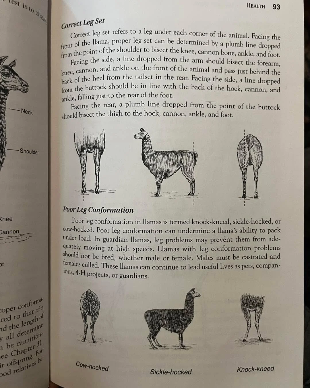 Conformation illustrations from a book about llamas. It&rsquo;s the same for goats! We are striving for &ldquo;clean legs&rdquo; on every animal. That means front quarters that are straight from shoulder to hoof, hind quarters that are straight and p
