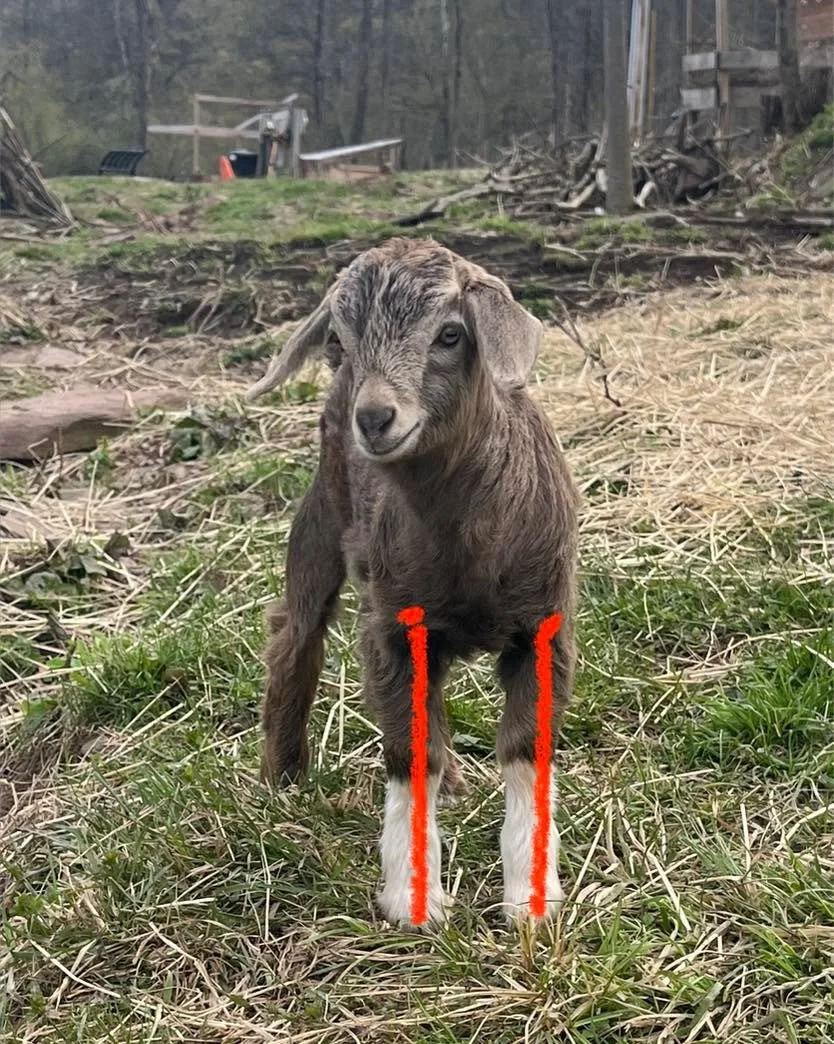 To follow up on our previous post about what we look forward to in leg conformation, here&rsquo;s an example. &ldquo;Two-socks&rdquo; here is a cashmere buck kid that we consider to have very nice legs. He not only has good bone alignment, but also g