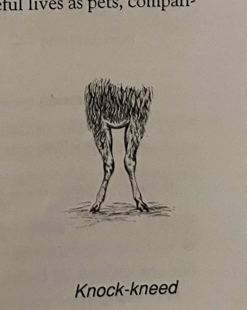 Earlier this week we shared an example of good leg conformation in one of our bucklings. As contrast, here&rsquo;s a not so good example. This baby has what some call &ldquo;knock knees.&rdquo; Knock knees are when the front legs bend in a way that t