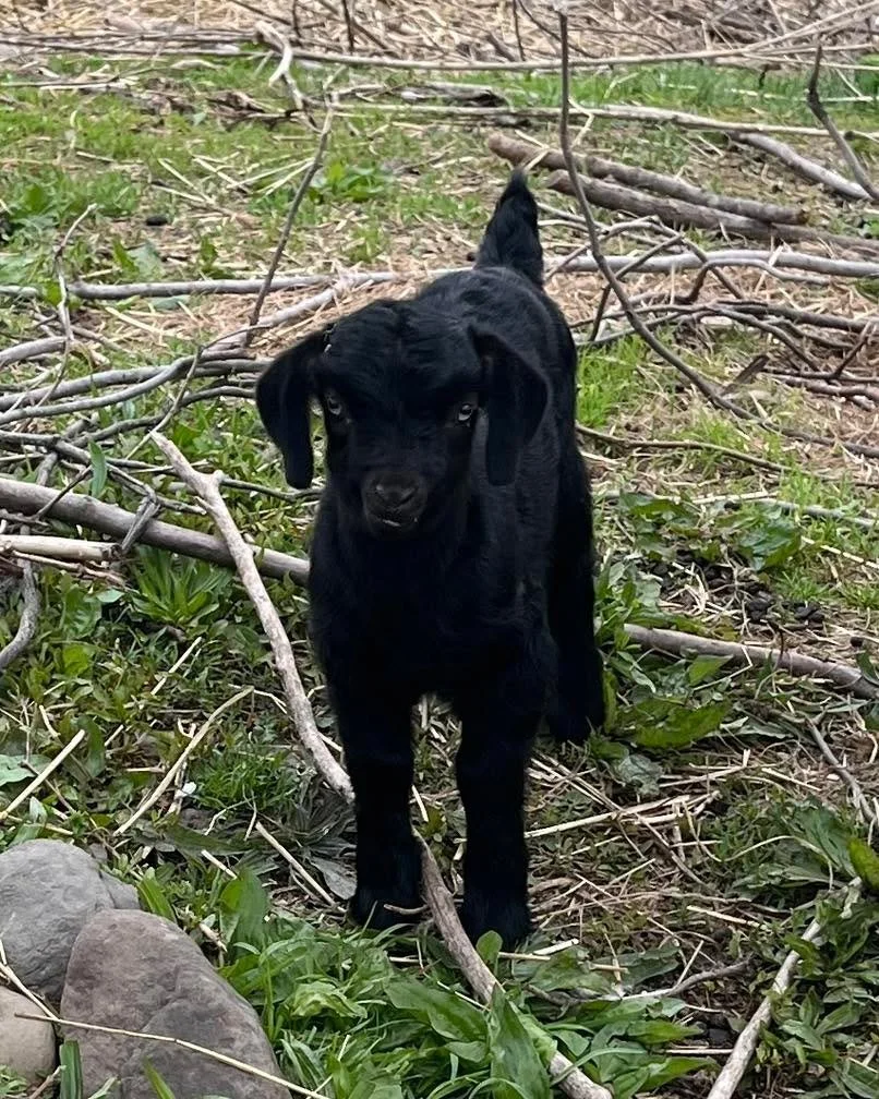 This little black buckling is blessed with nice, straight legs. He&rsquo;s just a peewee lad at 2 weeks old but he&rsquo;s something. I&rsquo;m glad his dam, who is first timer, only has him instead of twins because he&rsquo;s a handful! If he grows 