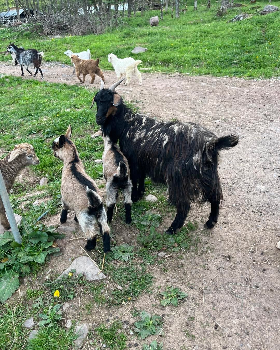 And here I thought I combed all the cashmere off only for her to show up looking like a plushie that&rsquo;s losing all its stuffing. #CashmereGoatProblems. #cashmeregoats