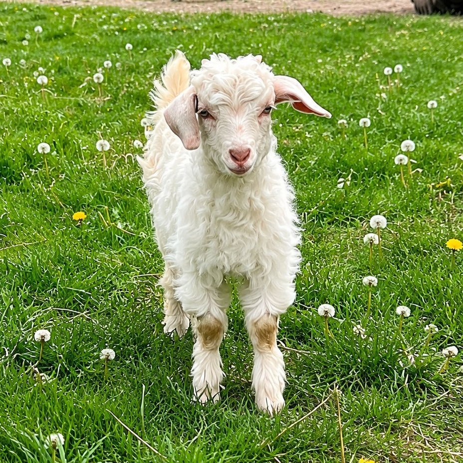 Here's a Glow Up of "Punch" the tiny, rejected doeling. She's growing well and thriving. #cashmeregoat #cashmeregoats #goatkids #cashmere