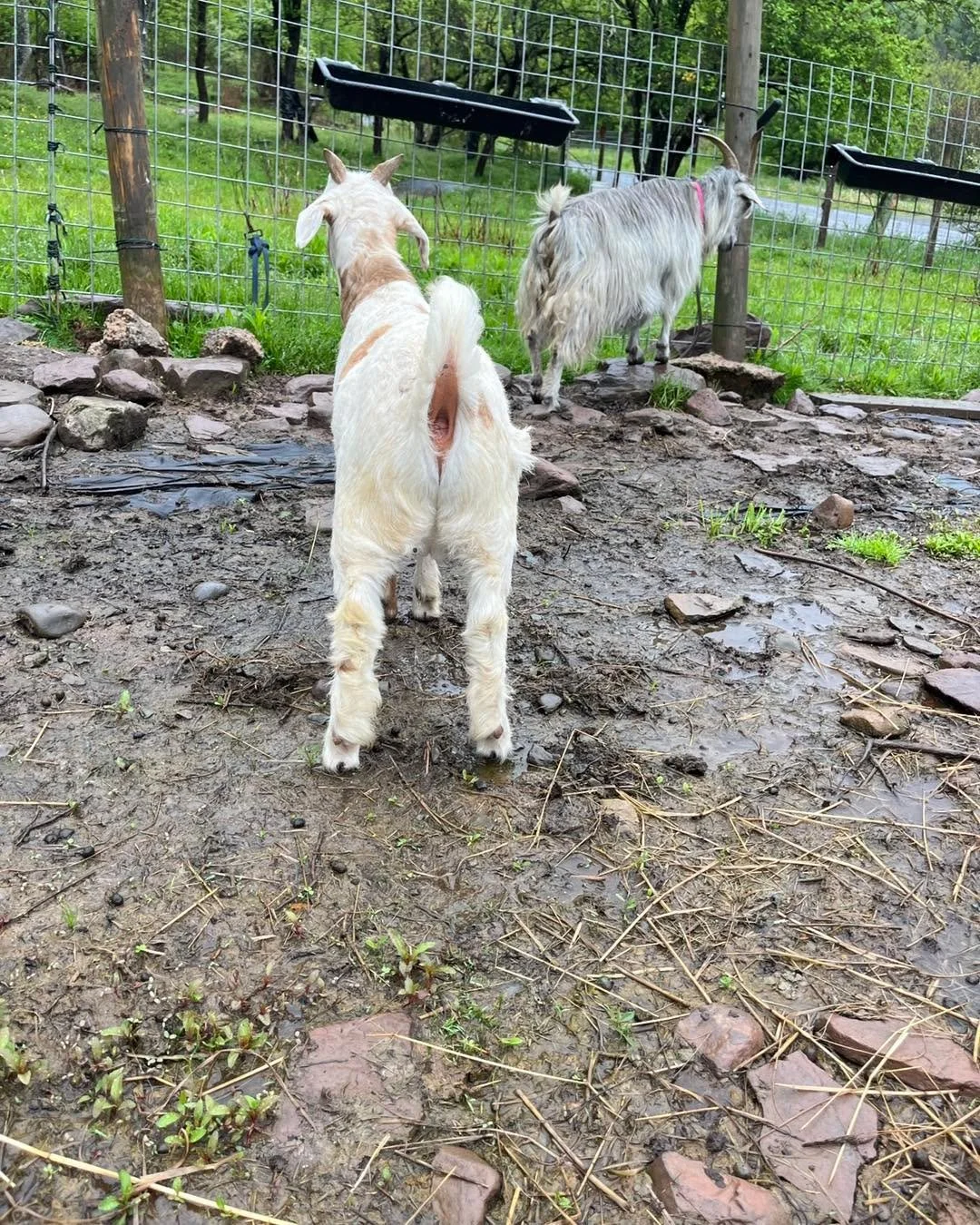 Here&rsquo;s an encouraging result of an experimental breeding of a small Cashmere doe to a Kiko-Boer buck. This buck has some nice, meaty thighs, and lovely form. He weighed just over 36lbs at 2 months old with no feed, just grass hay and dam&rsquo;