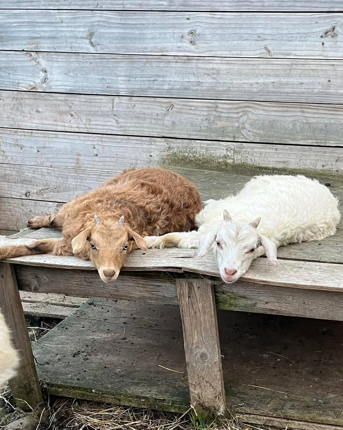 I love that I was able to snap a picture of these two siblings posing like this. Their dam, KEF Gilly is doing an awesome job with these two. The Brown is a doe and the light one is a buck.  #fibergoats #cashmeregoats