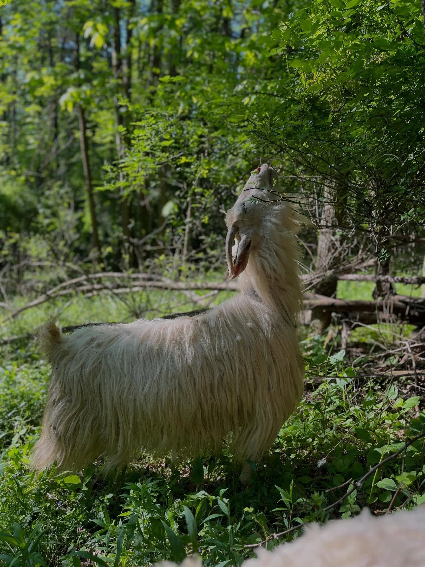 A famous American architect once said, &ldquo;Form follows function.&rdquo;

When I observe my goats during foraging walks, I see that principle playing out in real time.

As the brush canopy creeps up higher and higher, goats with long legs, long ne