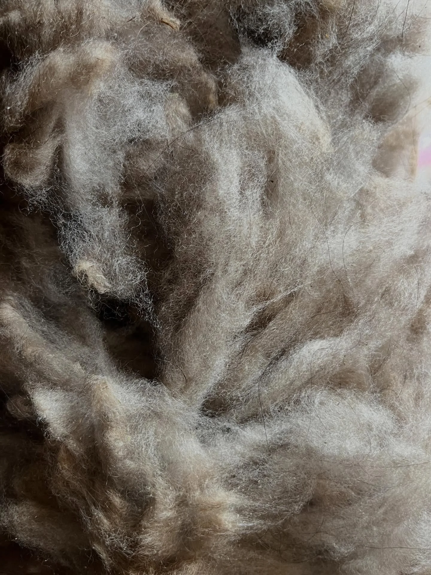 We had a great time at the CNY fiber Arts Festival ( @cnyfiberfestival ). Our 8 cashmere fleeces were well received and we sold out within the first 3 hours! We loved meeting some of our customers. Every fleece was hand picked by me, and has a story 