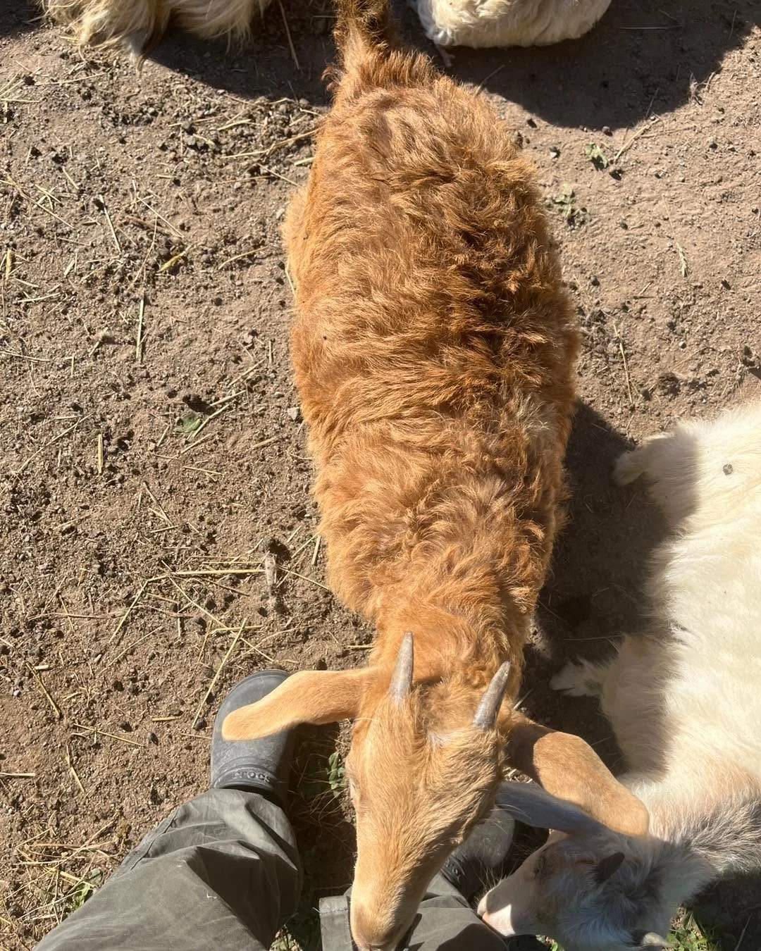 We have to start giving proper names to these babies. We have an &ldquo;Eyepatch,&rdquo; a &ldquo;Two-socks,&rdquo; and this one we call &ldquo;Corndog/&ldquo;
Chicken nugget.&rdquo; Although the nickname fits (she is very much shaped like a Corndog 