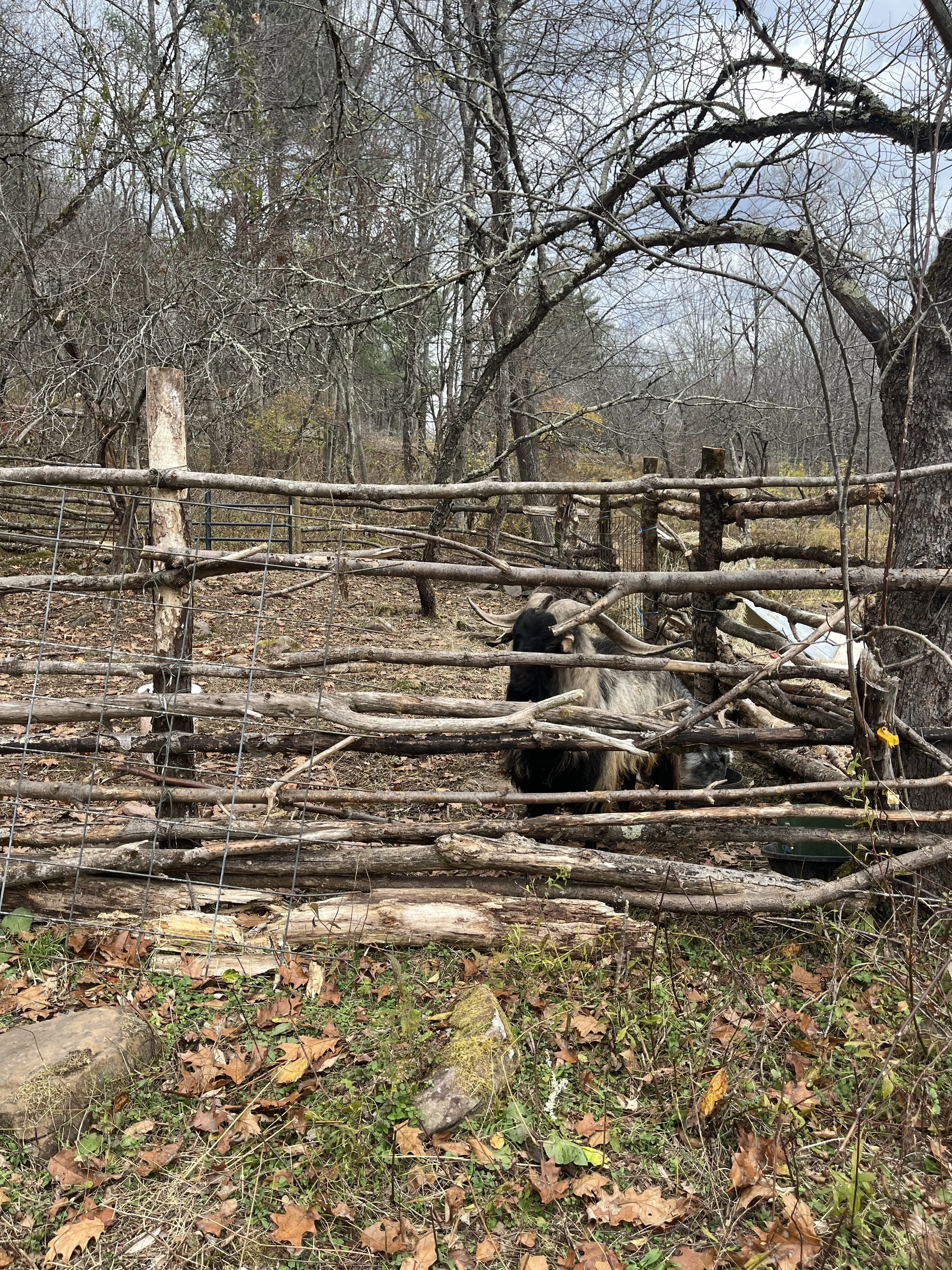 woodlot3.jpeg