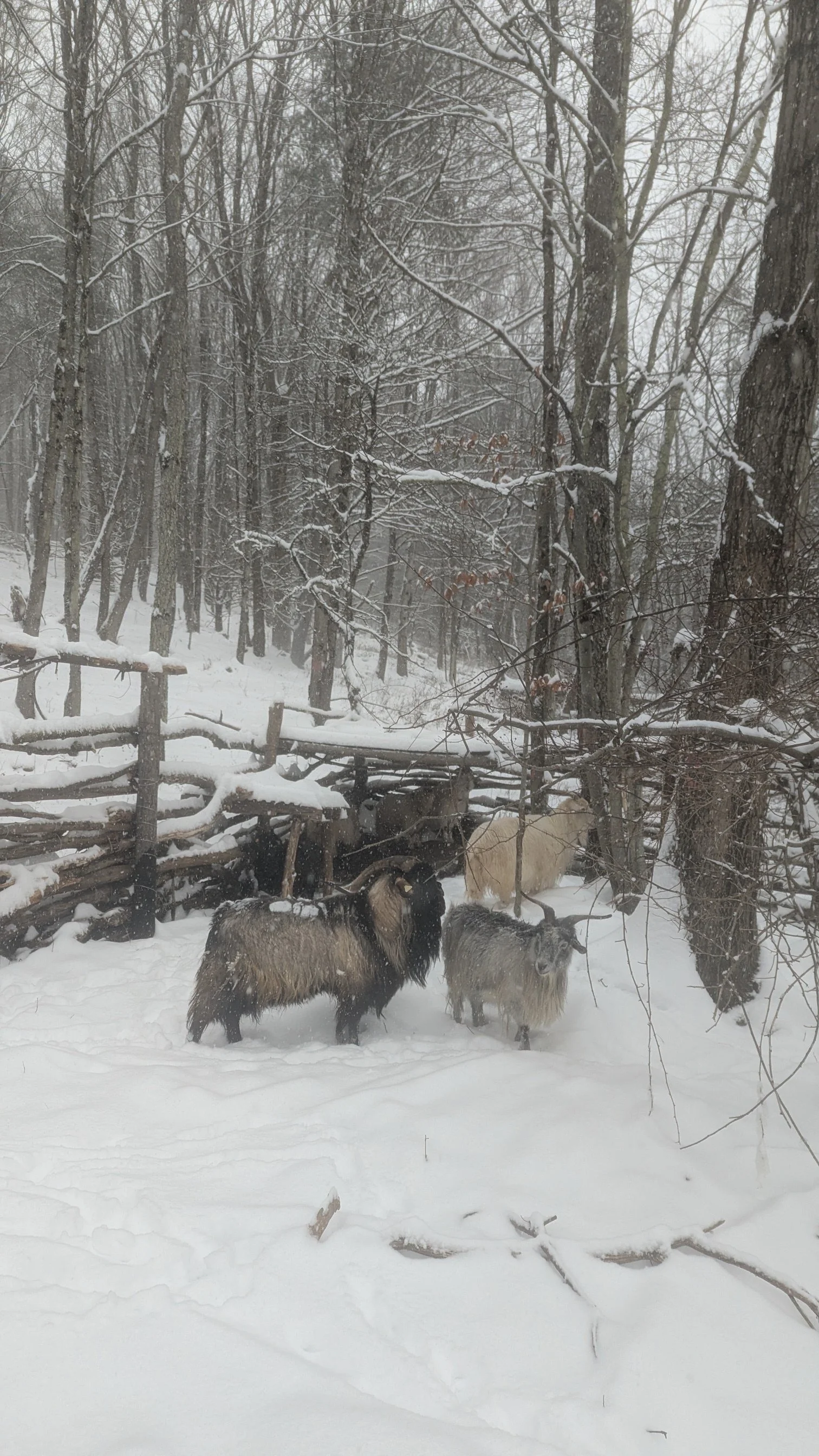 goatshelter9.JPG