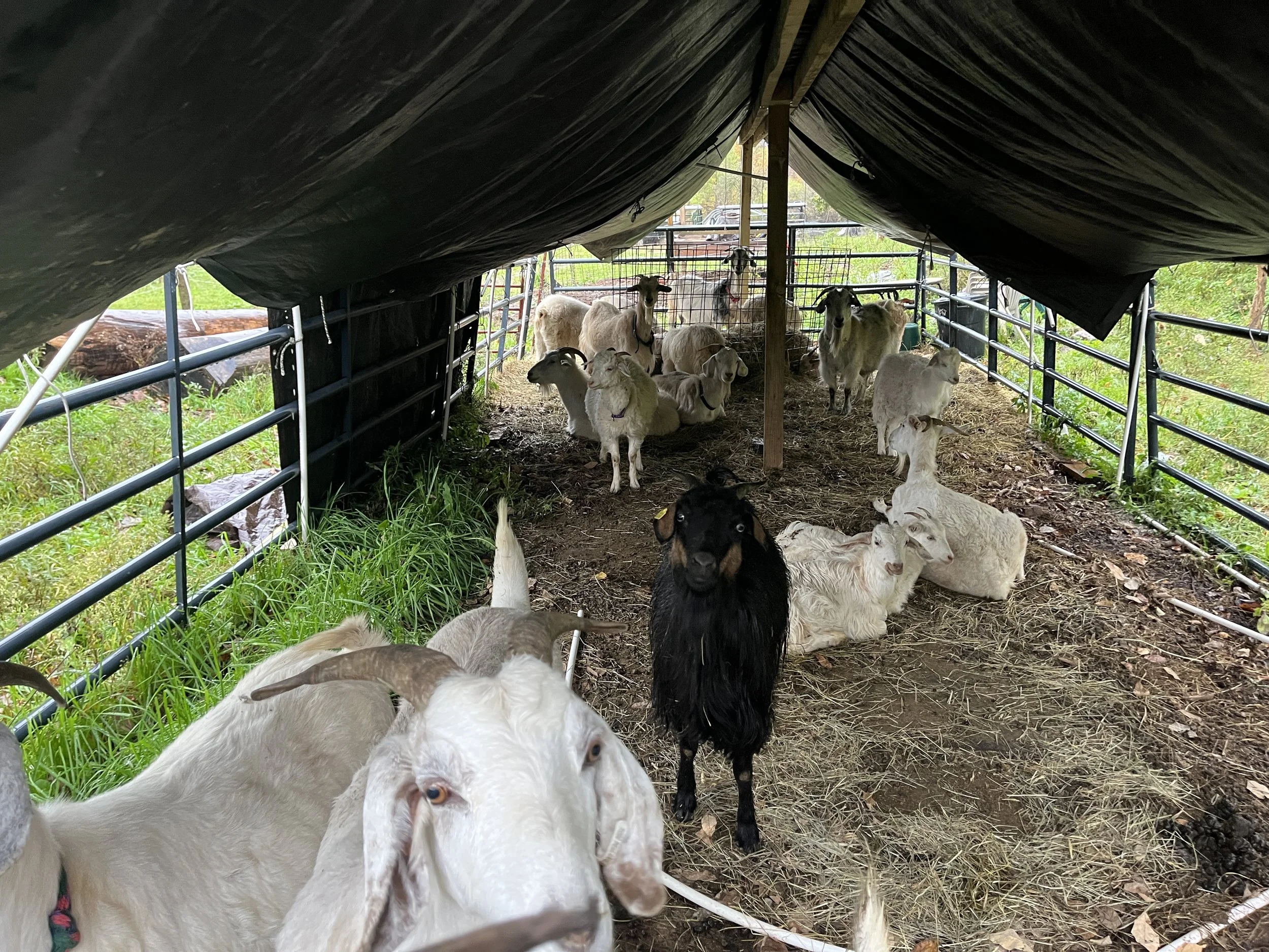 goatshelter3.jpg