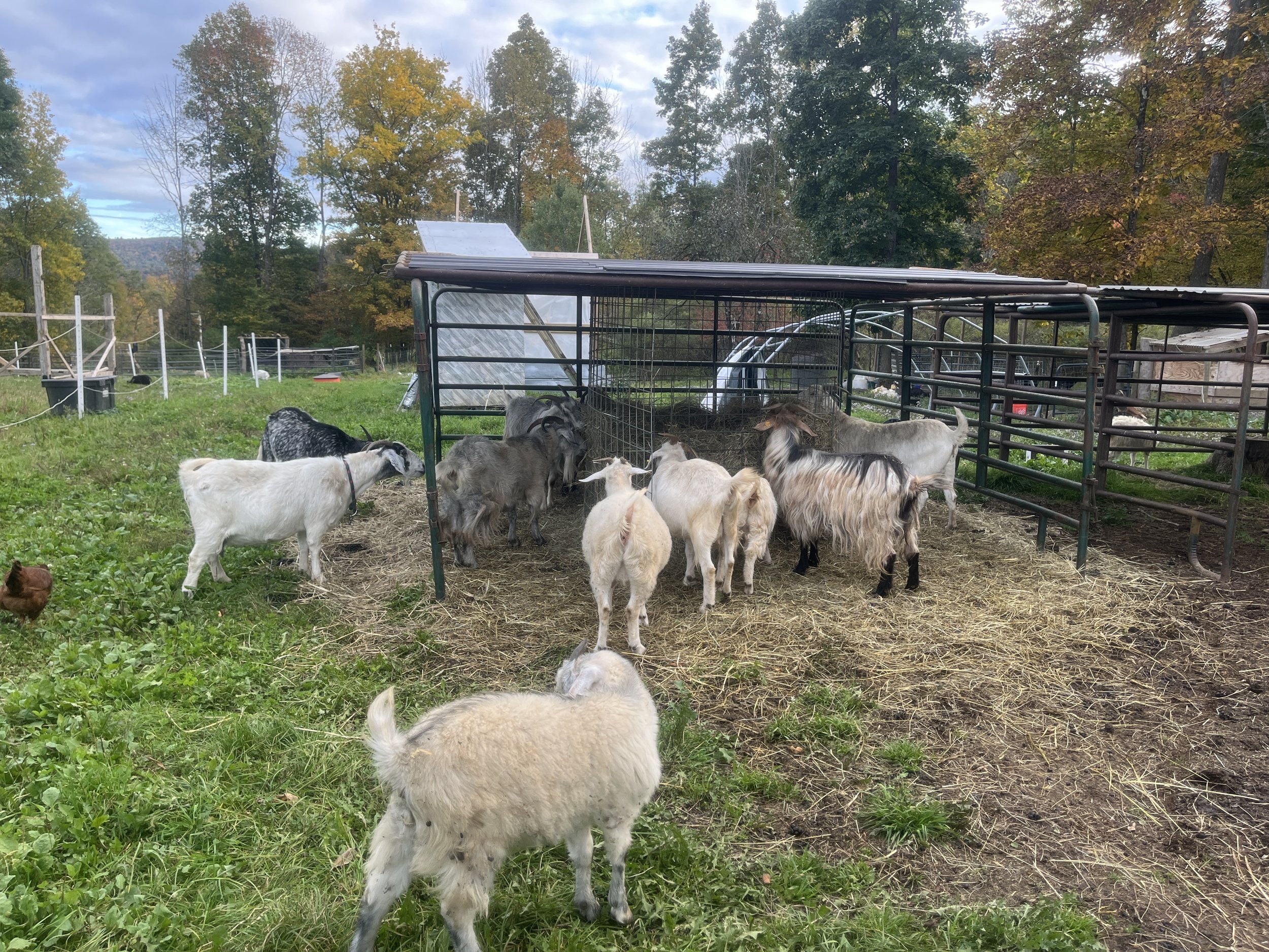 goatshelter6.jpg