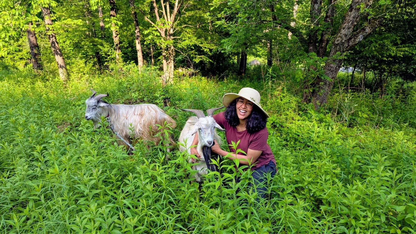 Start a Goat Farm the Hard Way