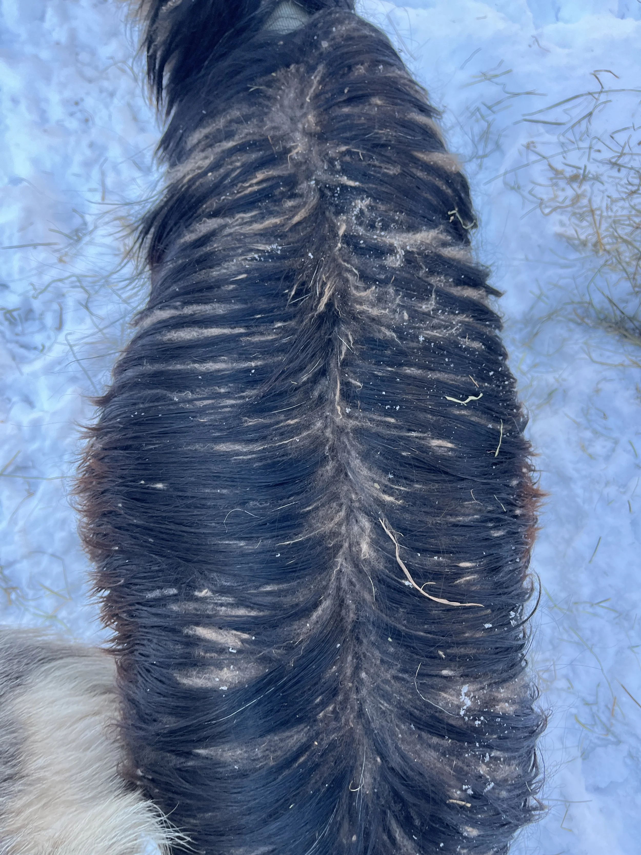 Cashmere goat with long, dark hair and brown cashmere.