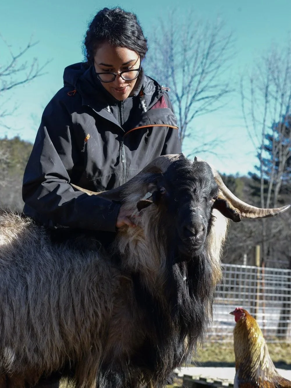 A woman wearing glasses and a black outdoor jacket is tending to a large Cashmere goat, LGF Onyx, with a long beard and curved horns outdoors.