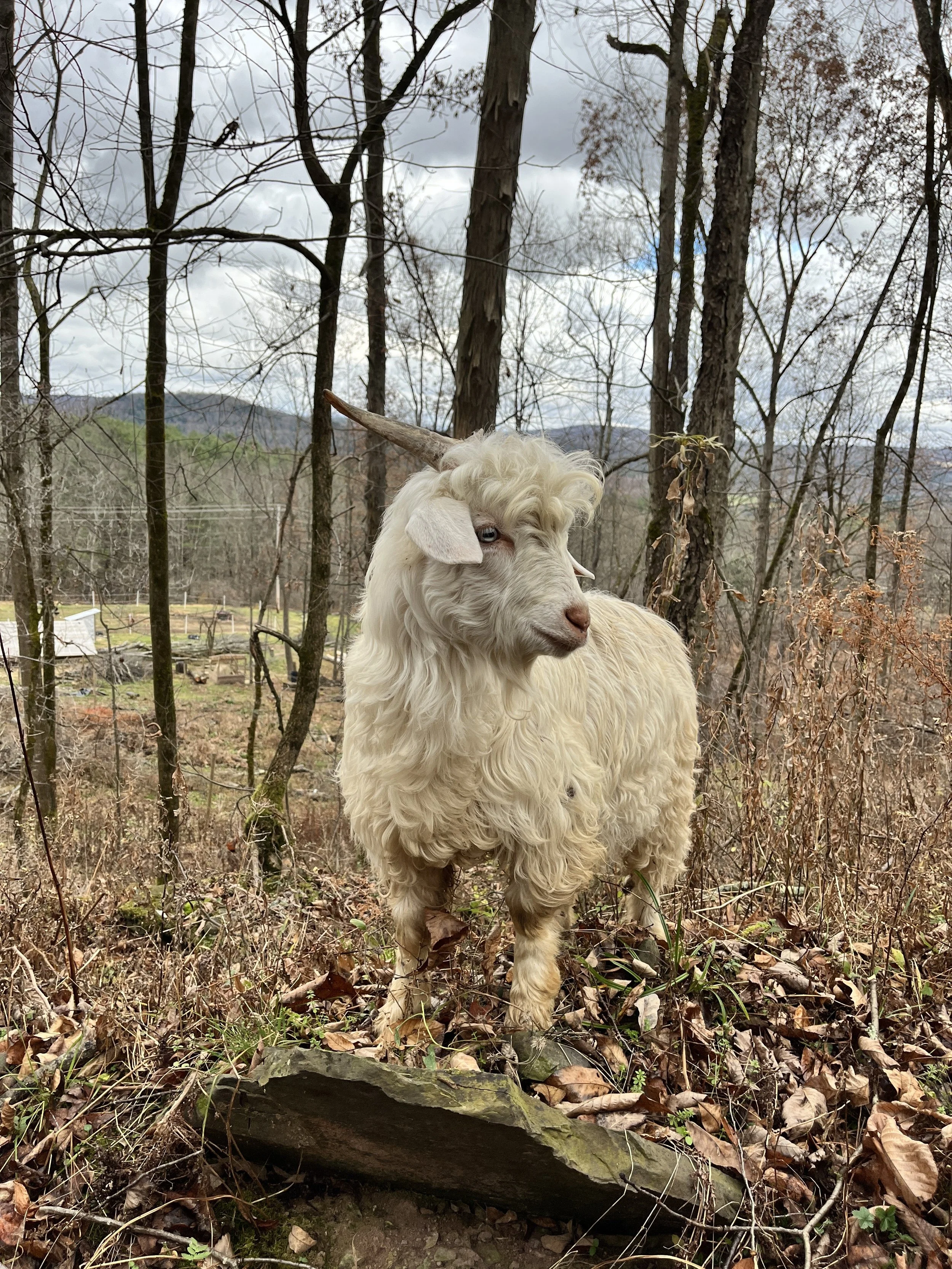 A white goat with curly hair standing in a wooded area with leafless trees and brown fallen leaves on the ground. The goat has a large, prominent curved horn and light-colored ears.