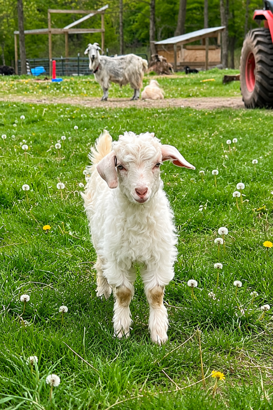 Cashmere Goat kid Reservation
