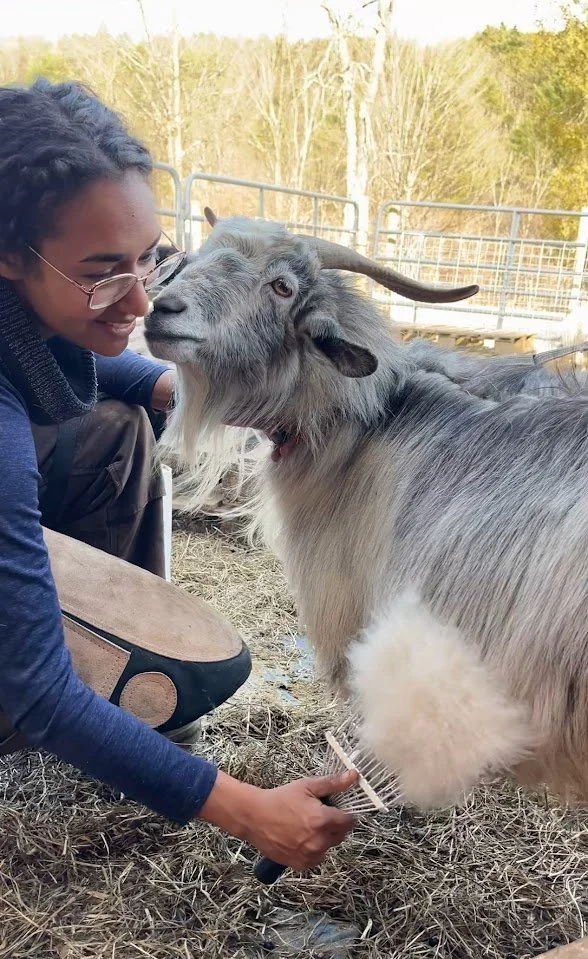 A woman combs a cashmere goat. Harvesting cashmere.