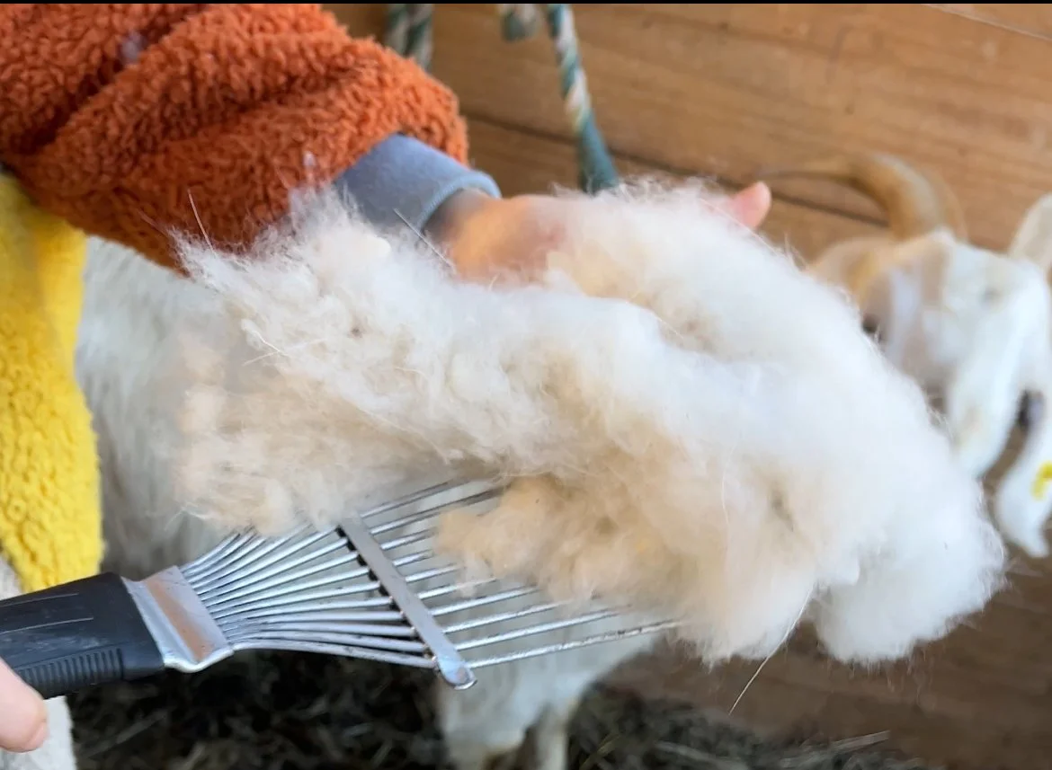 comb_with_fiber.jpg