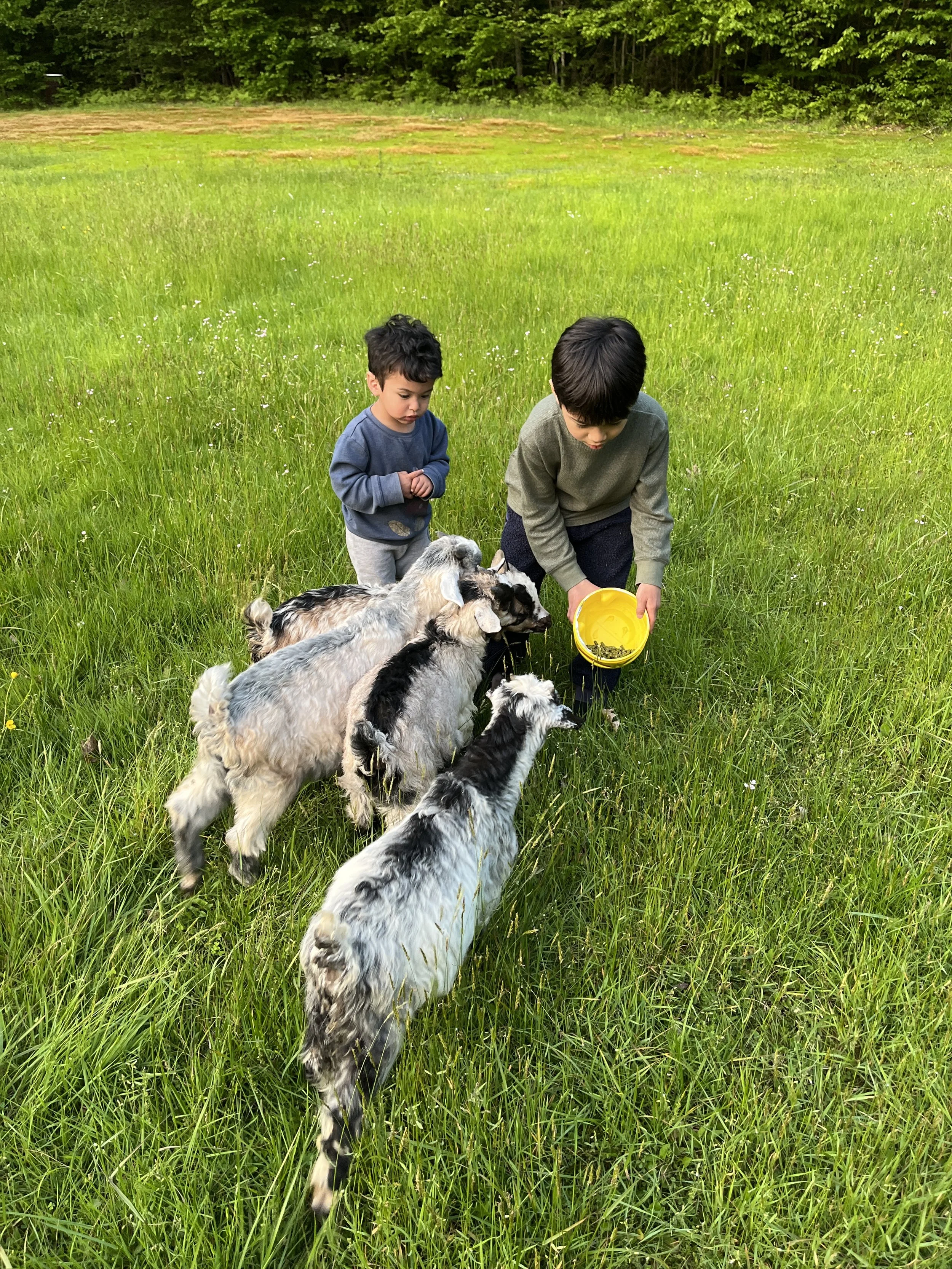 kids_and_goats.JPG