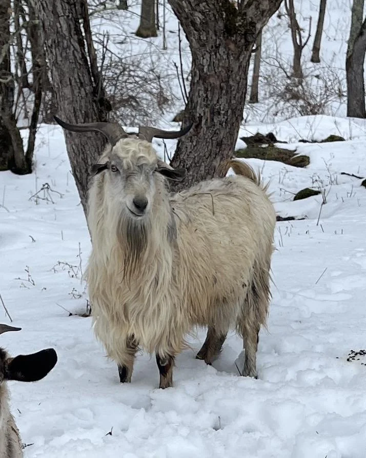 Cashmere Buck "KEF Fedrick"